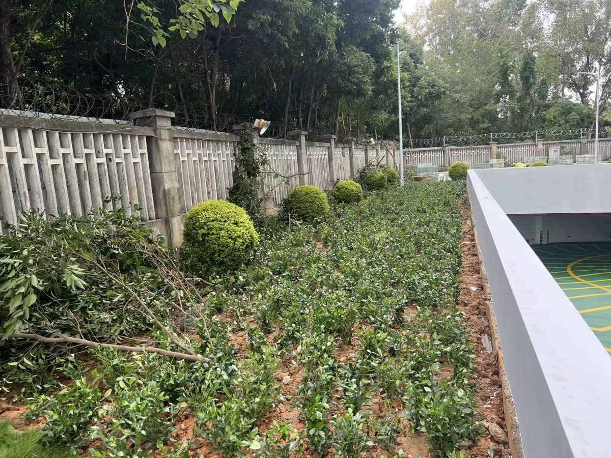 园区绿化维护现场